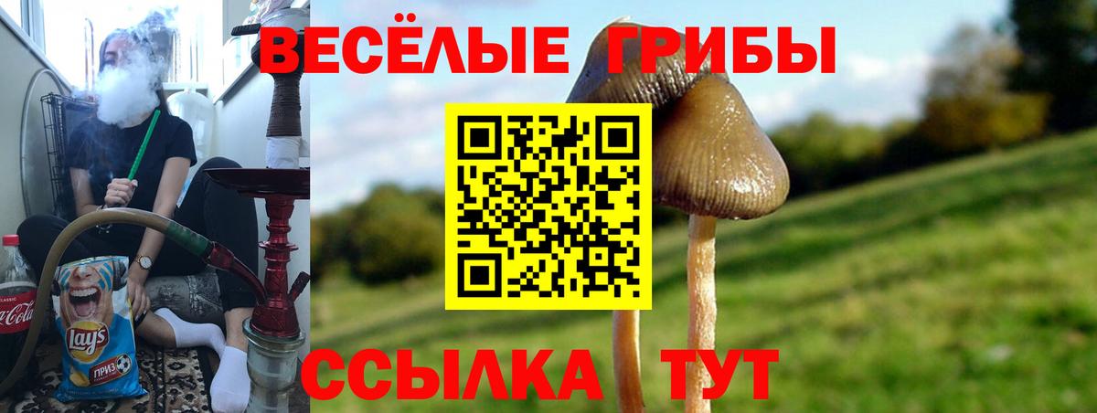 где купить наркоту  Псилоцибиновые грибы мухоморы  Псилоцибиновые грибы MAGIC MUSHROOMS  Вход с VPN  Кольчугино 